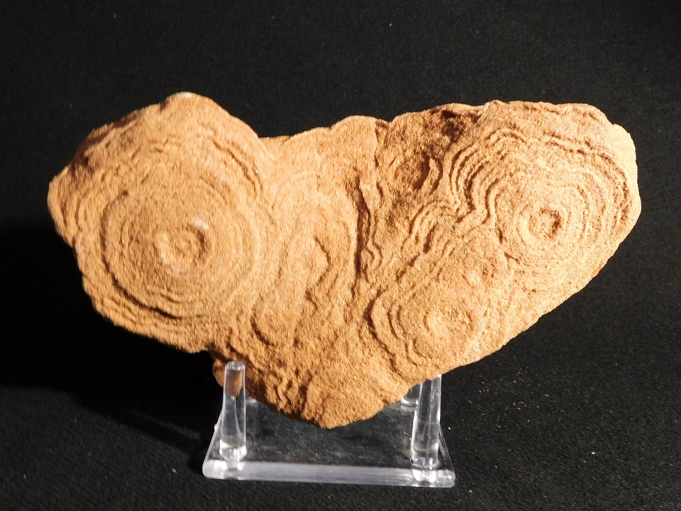 ¡GRANDE! Fósil ESTROMATOLITO de 600 millones de años 100% natural Marruecos 1383gr Foto 1 de 4