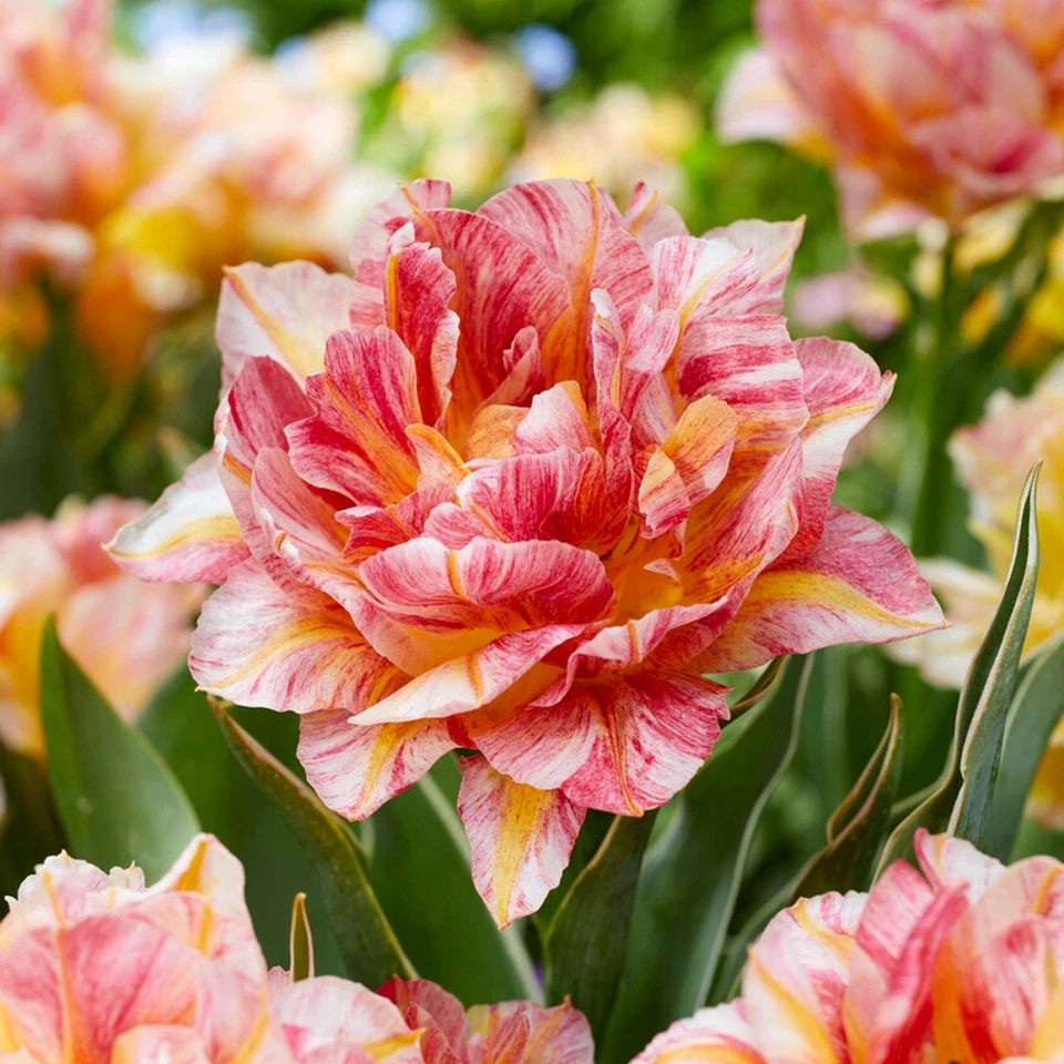 Easy to Grow Tulip Monte Prix 10 Plant Bulbs, Spring Double Group Zones 3-8 - Image 1 of 1