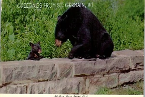 Cartolina d'epoca saluti da St Germain Wisconsin madre orso e cucciolo - Foto 1 di 3
