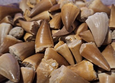  Mosasaur Tooth  Avg 1" Fossil Morocco Dinosaur  Megalodon Era Teeth  - Image 1 of 2