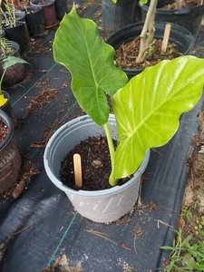 Alocasia, 3 Yr Old Bulbs, Med. Size. - Picture 1 of 3