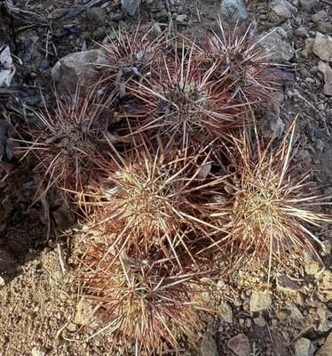 Echinocereus Engelmannii -  Hedgehog Cactus  Black spines   - Image 1 of 4