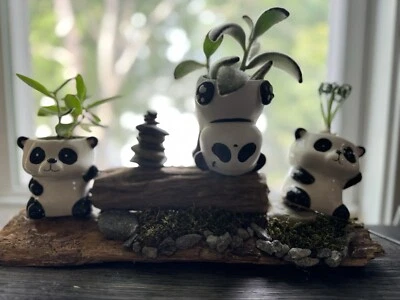 Plantas vivas Foto 1 de 4