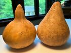 Lot of 2 Beautifully Shaped Locally Grown Gourds Very Nice For Arts or Crafts
