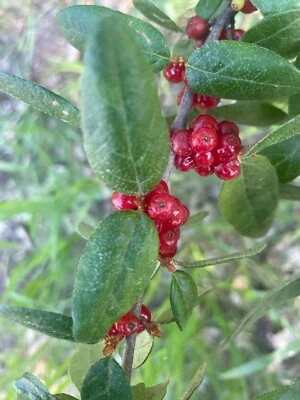 Buffaloberry Tree Seeds 10 Fresh 2025 Shepherdia canadensis - Image 1 of 3