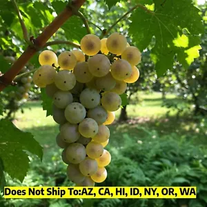 Muscadine Grape Plant Live Vitis Rotundifolia Carlos Sweet Edible Vine 1 Gallon - Picture 1 of 7