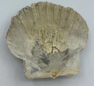 Bivalve Shell Chesapecten Jeffersonius Yorktown Form Bed Va State F0SSIL #CJ8 - Picture 1 of 3