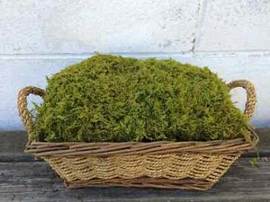 Moss Sheet Feather Fresh Live Organic NOT Preserved Terrarium Vivarium Quart Bag - Picture 1 of 4