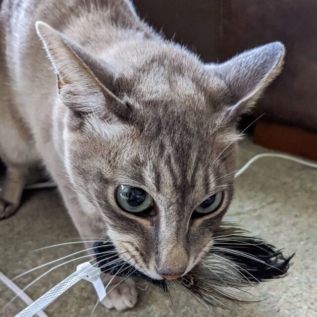 Em promoção! O Brinquedo Do Gato De Penas De Pau De Brinquedo Para Gatos  Filhotes Interativa Do Gato De Brinquedo Animal De Estimação Com Sino De  Brinquedos Do Animal De Estimação Suprimentos