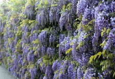 Pianta Glicine Blu Wisteria colore Blu ALTEZZA 170 cm.