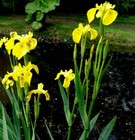 2 Yellow Pond Iris Rhizomes (Herbaceous Perennial)