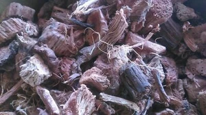 Bombax Malabaricum, MOCHRAS, Red Silk Cotton Tree, Semal musli Simul tree WHOLE - Picture 1 of 1