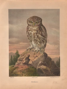 Steinkauz.  Chromolithographie von 1897. - Bild 1 von 1