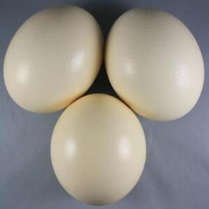 Ostrich Eggs For Crafting Lot of 3