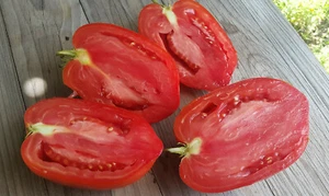 10 graines de tomate rare Stakan Minusinskiy Rozovy-Verre de Minusinsk Rose - Picture 1 of 11