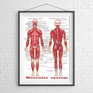 MALE MUSCULAR SYSTEM CHART HUMAN BODY POSTER PICTURE PRINT Size A5 to A0 **NEW** - Picture 1 of 14