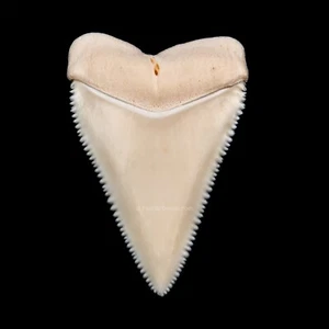 Gemma moderna grande dente bianco 2,06" 3352 - Foto 1 di 2