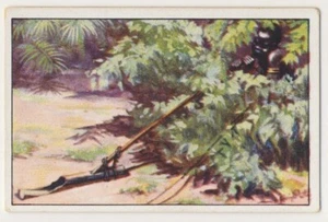 VOGELFANG LOCKPFEIFE BIRD TRAPPING WHISTLE JAGD FANG IMAGE CARD 1930's - Picture 1 of 2