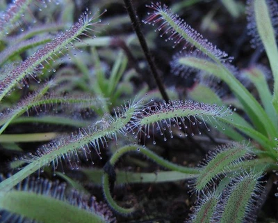 Cape Sundew - Carnivorous Plant 25+ Seeds - Image 1 of 3