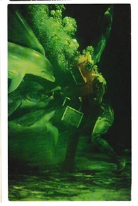 Diver Feeds PORPOISES & TURTLES Miami's SEAQUARIUM Florida FL Postcard - Picture 1 of 2