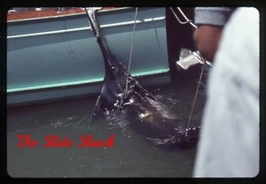 Miami Florida Fischerboot Queen Mary mit gefangenem Marlin Fisch 1964 35mm Dia - Bild 1 von 1