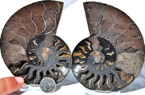 Grandi cristalli di ammonite nera 109 mm 110 myo età dinosauro FOSSIL 4,2" n2164uu - Foto 1 di 6