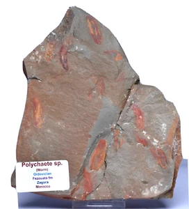 ESPECIMEN DE POLIQUETO, (gusano) Ordovícico, MARRUECOS F415 - Imagen 1 de 4