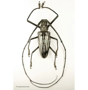 Batocera lamondi, Huge size 80mm, A1/A-, Solomon Is - Imagen 1 de 1