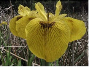 Water Plants- Iris hybrid Iris pseudacorus 'Roy Davidson' - Picture 1 of 5
