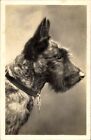 Foto Ak Portrait eines Terriers, Hundeschnauze, Halsband, Spitze Ohren - 3943071
