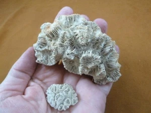 (F397-8) Fossil Stony coral Manicina areolata Linnaeus display specimens Florida - Picture 1 of 1