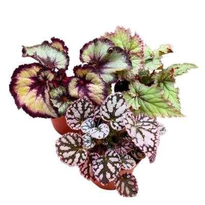 Harmony's White Begonia Assortment 4 inch Set of 3 All White Hybrids - Image 1 of 4