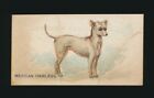 1889 N163 Goodwin & Co (Old Judge Cigarettes) Dogs -Mexican Hairless