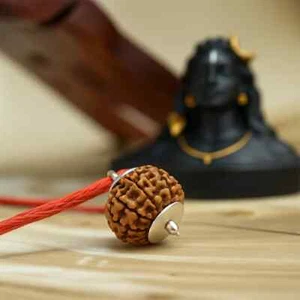 Nepal Origin 7 Mukhi Rudraksha (tappo argento) per ricchezza e denaro - Foto 1 di 3