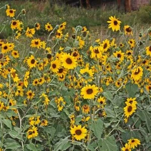 common sunflower (Helianthus annuus)—300 seeds ($3.00) - Picture 1 of 3