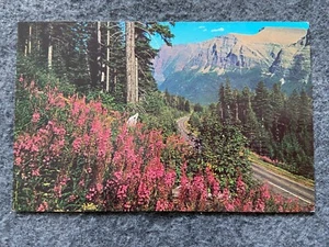 Fireweed in Glacier Park, Montana Postcard - Picture 1 of 2