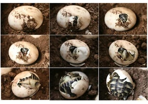 9721.Decoration Poster.Home room interior.Wall design.Turtle egg step photograph - Picture 1 of 1
