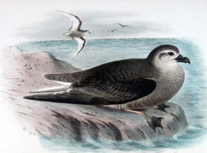 1899, J.F. KEULEMANS, H. GRØNVOLD, R. GRÜN HANDFARBE AUF BIRDS OF AUSTRALIA W4X - Bild 1 von 4