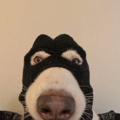 Orejeras para perros Halloween orejas tejidas sombrero cálido tejido máscara facial ladrones de perros Foto 1 de 4