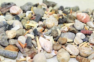 Shark Tooth Jambalaya • 2 lbs Fossils - Picture 1 of 2
