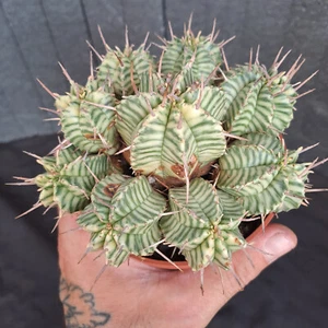 Euphorbia meloformis f. variegata panaschiert BIG PLANT ebay-P042 - Bild 1 von 16