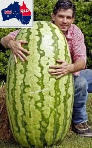 Giant Long Watermelon 7 Seeds - Heirloom - Organic Seeds - Aus Qld Grown - Picture 1 of 2