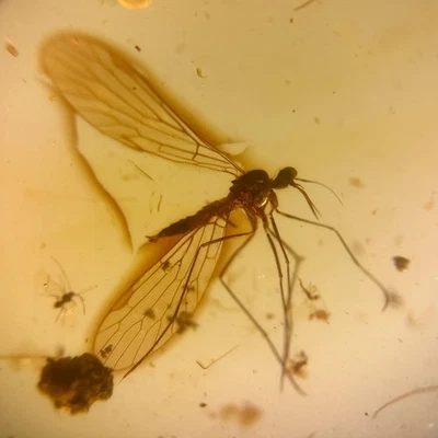 PERFECT Scorpion Fly in Burmese / Burmite amber fossil / 100% genuine amber  - Image 1 of 4