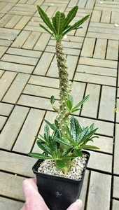 Dorstenia gigas (rooted cutting/H30 cm/ 4cm diam) ➡️--- RARE PLANT---CAUDEX - Bild 1 von 5