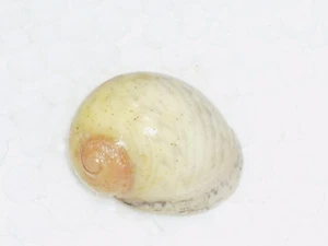 NERITODRYAS DUBIA SPECIAL GELB - Bild 1 von 2