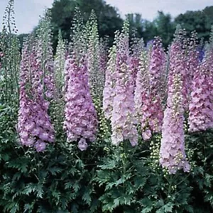 50 Million Dollar BlushDelphinium Seeds Perennial Flower Garden Seed Flowers 793 - Picture 1 of 24