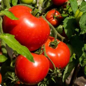 20 Samen - Moskvich Tomate - alt - Bauernsaatgut - BIO - Bild 1 von 1