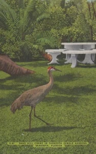 Grúa Sand Hill - Jardines de la Selva Sarasota - Sarasota, Florida - litografía publicada - Imagen 1 de 3