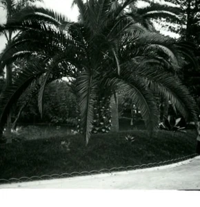 Monaco Monte Carlo Casino gardens Old Amateur Stereo Photo Possemiers 1900 - Picture 1 of 3