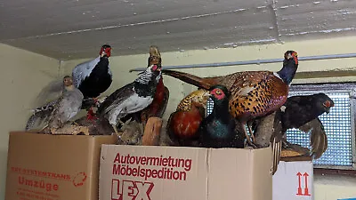 Tierpräparat taxidermy Jagd Fasanen Und Vögel Konvolut Zu Verkaufen  • 249€